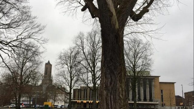 Geen kapvergunning nodig: kaalslag in Arnhem