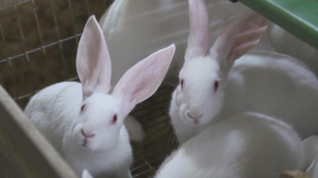 Konijnenfokkers bedreigd door dierenactivisten: 'We voelen ons niet veilig'