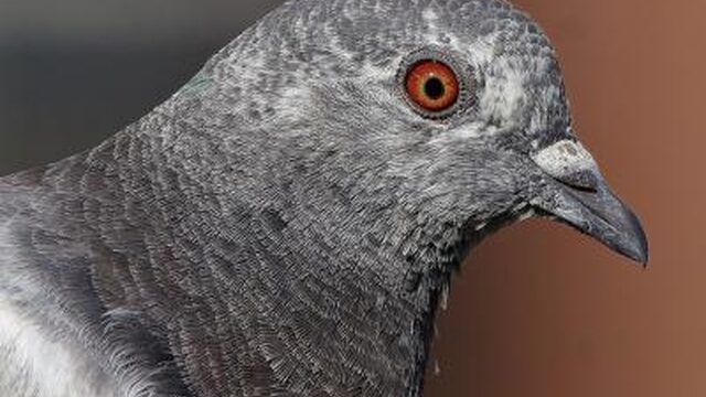 Van superduif tot bleke slak! Hoe de natuur zich aanpast aan de stad