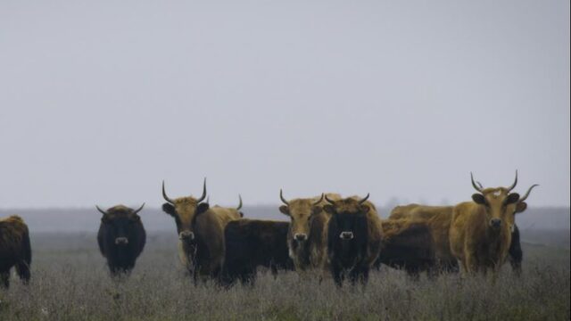 Hoe rariteiten je een blik op de toekomst geven