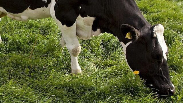 Dit gras helpt tegen klimaatverandering, maar omdat het genetisch gemodificeerd is mogen koeien het niet eten