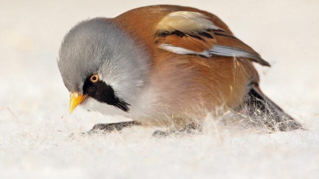 'Winter 2021 toonde aan dat wij niet om kunnen gaan met de dood'