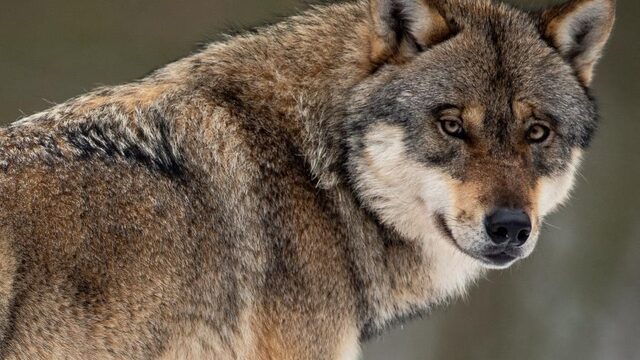 Wolf vestigt zich na 150 jaar definitief weer in Nederland