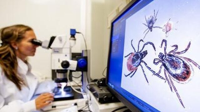 Groot landelijk onderzoek naar teken (en wat kan je zelf doen?)