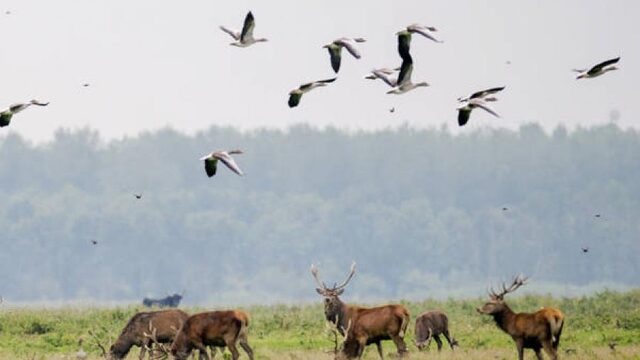 Rechter: afschieten edelherten Oostvaardersplassen mag beginnen