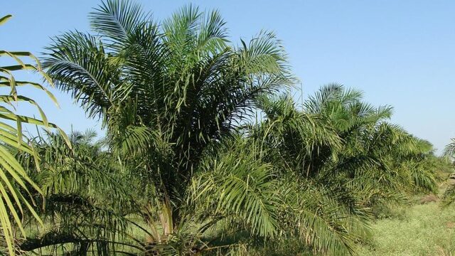 Grootschalige ontbossing in Liberia ook met Nederlands geld