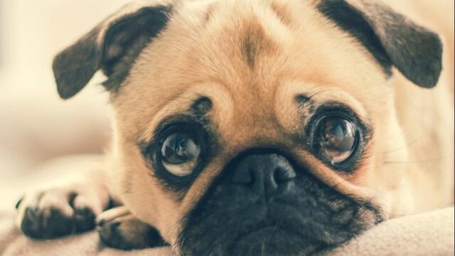 Waarom honden zo extreem schattig kunnen kijken