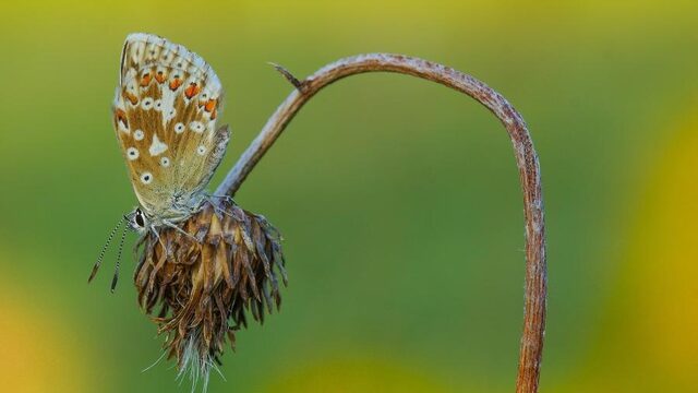 'Europa is veruit het belangrijkst als het gaat om milieu en natuur'