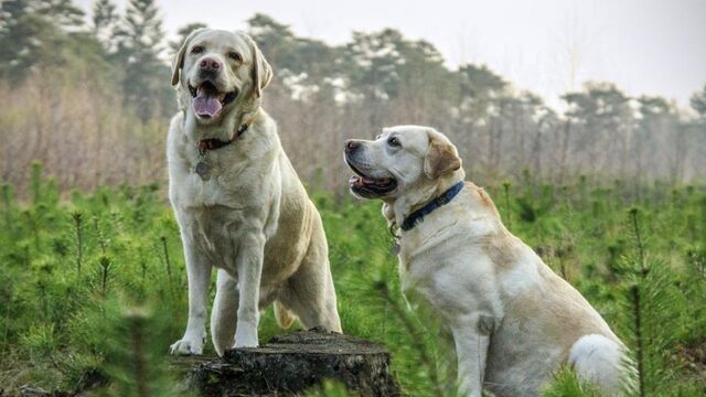 Kan je je hond écht leren praten? De vraag is vooral of je het moet willen