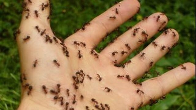 Mieren in huis of buiten: 9 tips om ze te bestrijden