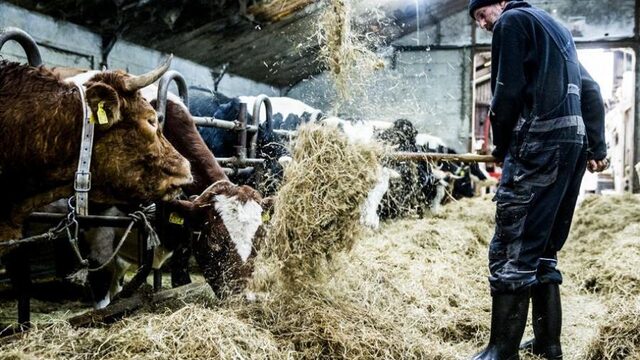 90% boeren last van negatieve beeldvorming: 'Media zijn te snel en ongenuanceerd'