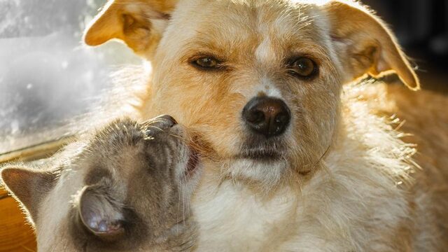 Dit dekt een dierenverzekering