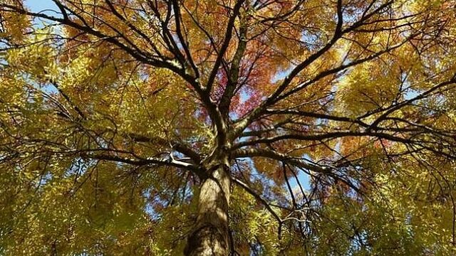 De herfst komt dit jaar langzaam op gang