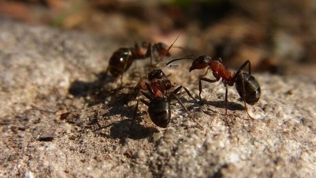 Boswachter Frans is opgetogen: 2016 was een fantastisch natuurjaar