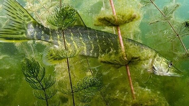 Snoek is terug van weggeweest