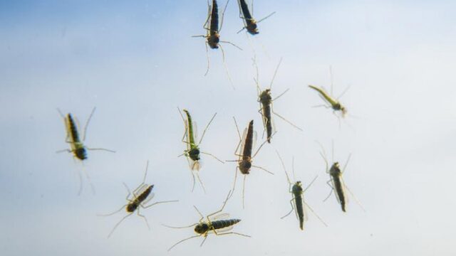 Geur-valletjes als alternatief voor genetische modificatie in aanpak tegen ziekmakende mug