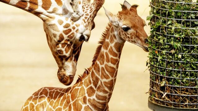 'Het is niet erg als sommige dieren uitsterven'