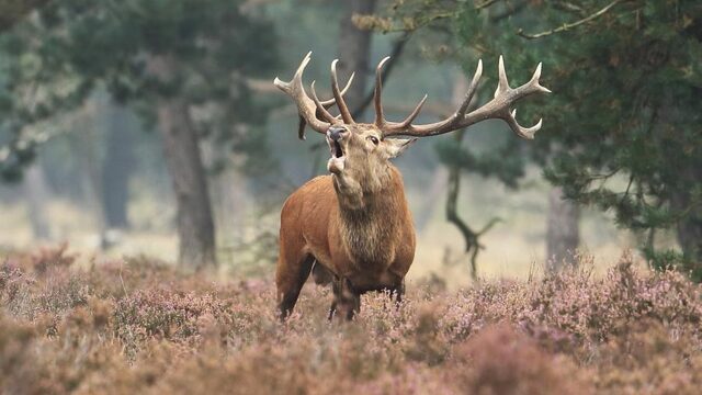 Dierenleed in series: 'Het Bambi-complex liet me niet meer los'
