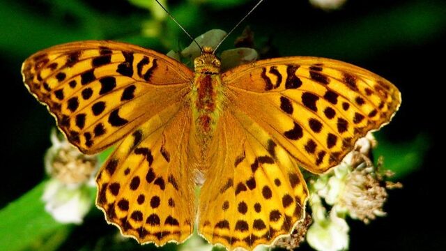 Droogte of niet, het stikt van de vlinders in de tuin! Bij jou ook?