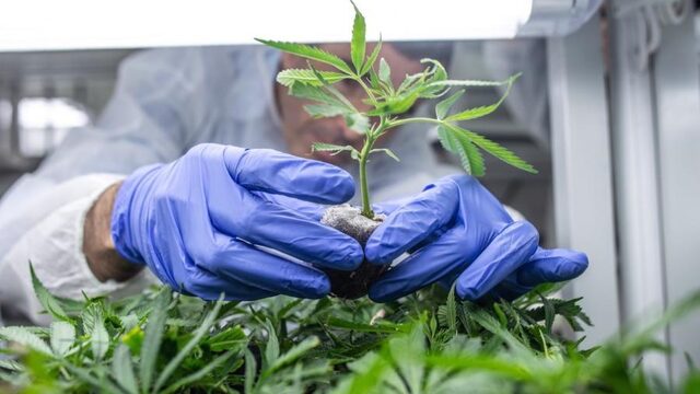 'Minder THC in cannabis verlaagt de kans op psychoses'