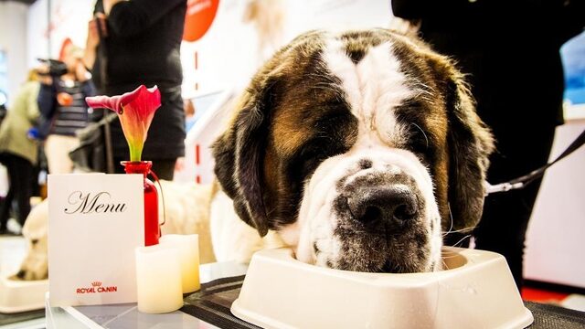 'Mijn kat is veganist'