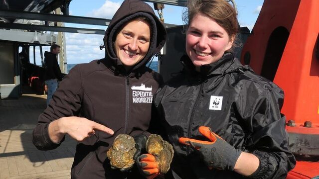 Baby-oesters in de Noordzee: kraamfeest voor Nederlandse natuur