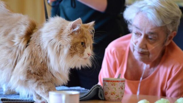 Wanneer komen er regels voor zorgdieren?
