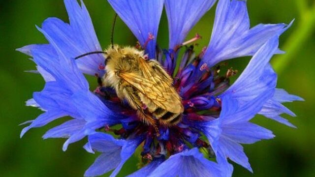 Neemt het aantal insecten in Nederland ook af?