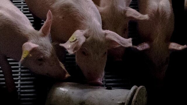 Ruim 900 dode varkens in Winterswijk