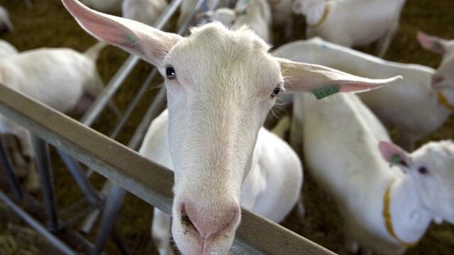 Aantal melkgeiten blijft maar groeien, wat ook tot zorgen leidt