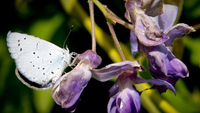 Stand.nl: 'Een betere biodiversiteit begint bij jezelf'