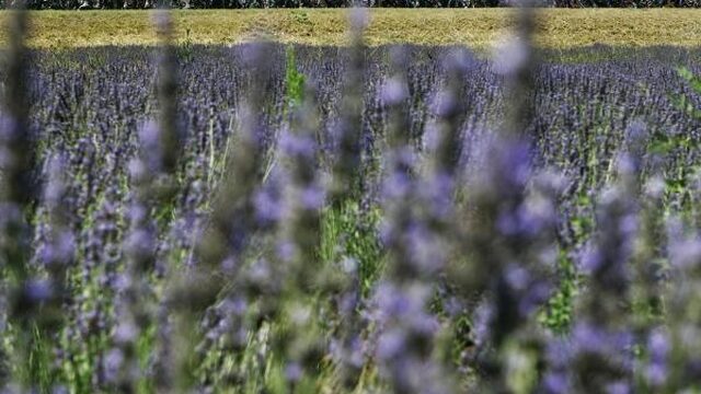 Etappe 19: 222,5 kilometer door karakteristieke dorpen en prachtige lavendelvelden