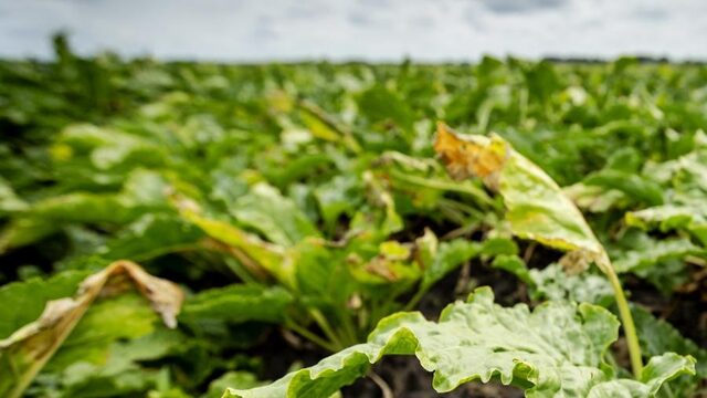 Hoe maken we voedselconsumptie duurzamer en gezonder?