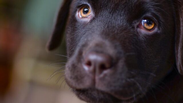 Feit of Fictie: 'Een hond kan sterven van verdriet bij overlijden baas'