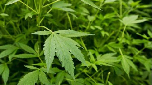 Standpunt - Het kabinet moet het experiment met ‘staatswiet’ grootschalig aanpakken