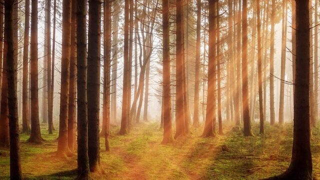 Het bos is geen recreatiegebied