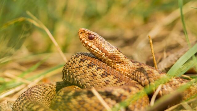 Nederlandse slangen in gevaar door een schimmel?