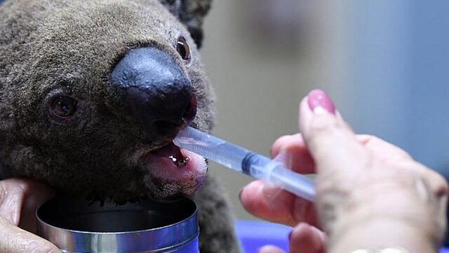 De aaibare koala is een donatiekanon, het zeehondje was dat eerder ook