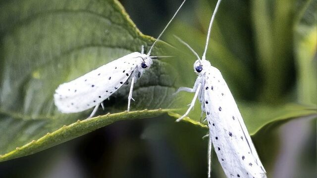 Wat nachtvlinderseks ons leert over de evolutie