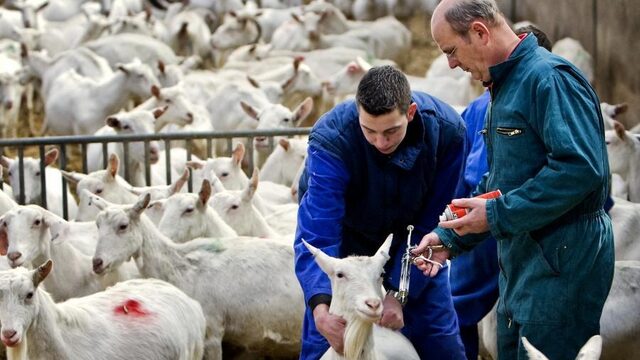 Feit of fictie: 'De afgelopen jaren zijn 100 mensen overleden door dierziekten'
