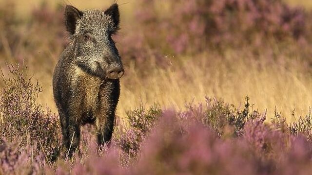 'Wildbeheer moet op de schop'