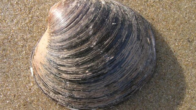 Luiheid leeft het langst: deze dieren worden heel oud