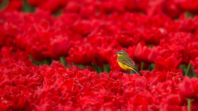 Onno Blom: wondertuin