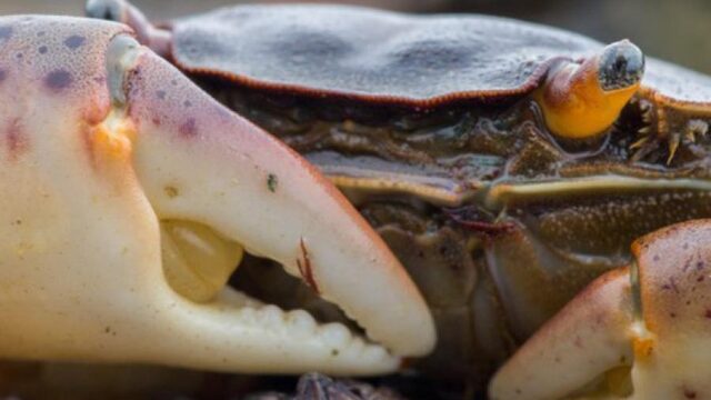 Exotische krabben zijn dol op Nederland