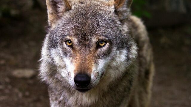 'Het is een illusie dat we moeiteloos kunnen samenleven met de wolf'