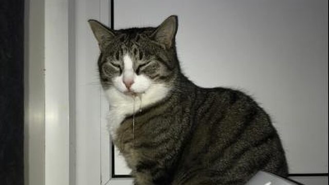 Waarschuwing voor kattenbaasjes: pas op voor groene aanslagreiniger