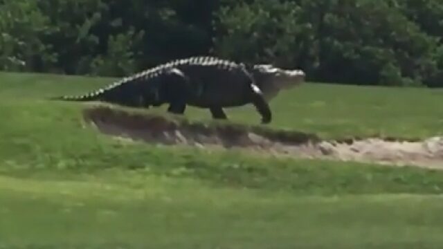 TrendingVandaag: grote alligator