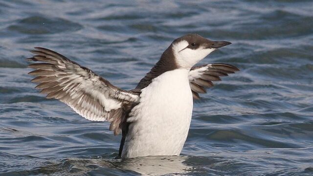 'Sterfte zeekoeten is niet uitzonderlijk'