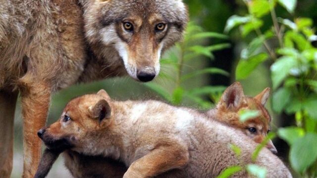 'Wolvenquotum is onzin'