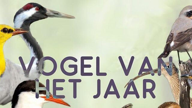 Welke vogel is onze 'vogel van het jaar'? | NPO Radio 1